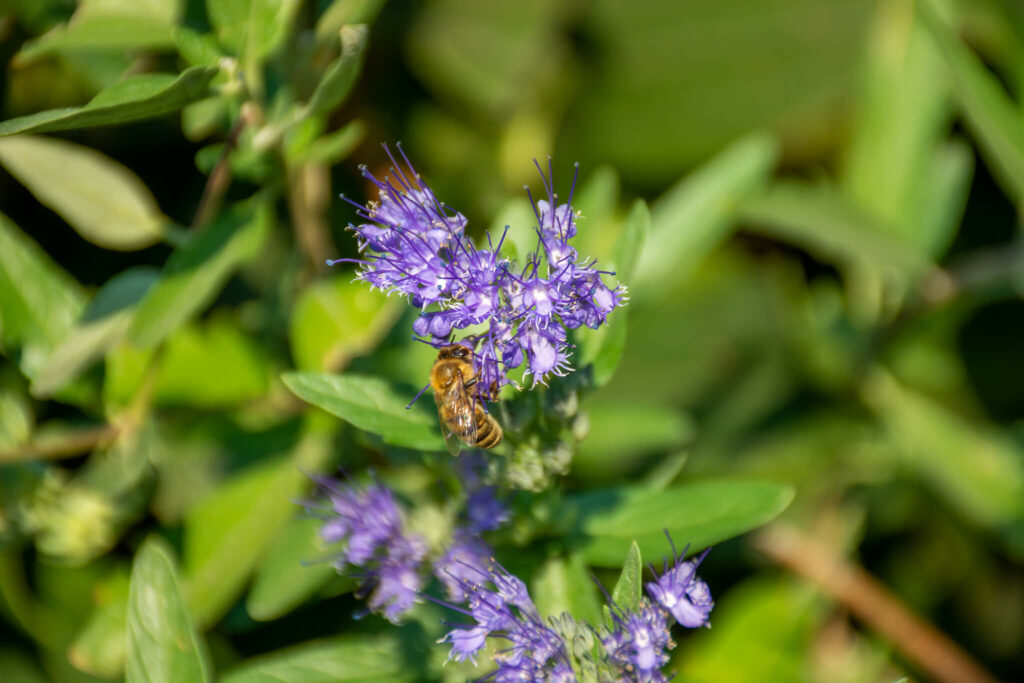 The Bee Sanctuary - Honeybee