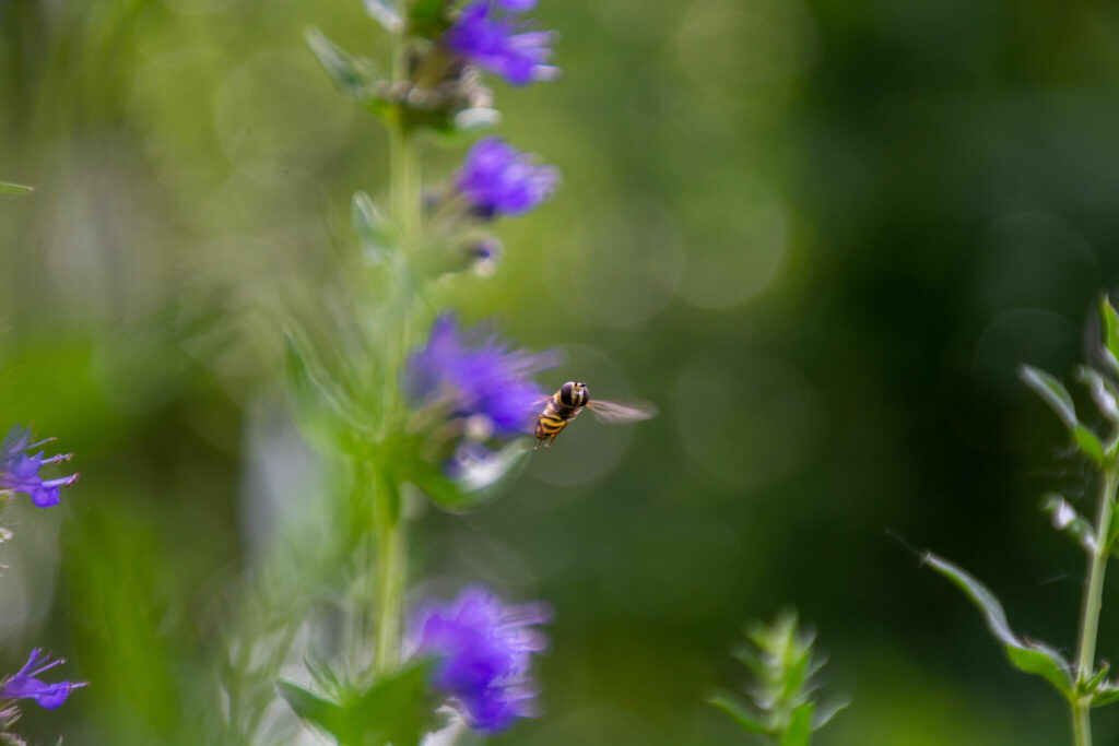 The Bee Sanctuary - Hoverfly with Hyssop