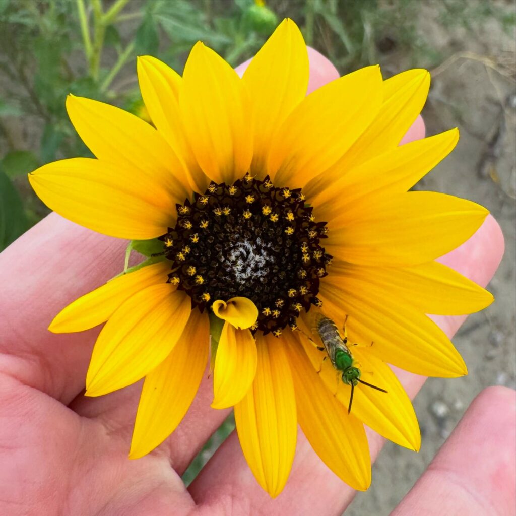 Bicolored Striped-Sweat Bee (Agapostemon virescens) on Prairie sunflower (Helianthus petiolaris) on the Pine Ridge Reservation in South Dakota
